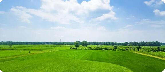 如何申請(qǐng)綠色食品標(biāo)志許可?